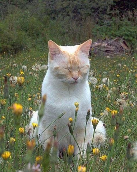 Cat In Flowers Cute Animals Cats Pretty Cats