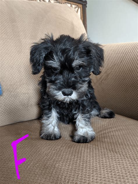 Contact ohio miniature schnauzer breeders near you using our free miniature schnauzer breeder search tool below! Miniature Schnauzer Puppies For Sale | Marysville, OH #310141