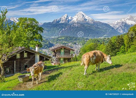 Idyllic Alpine Scenery With Mountain Chalets And Cows Grazing On Green