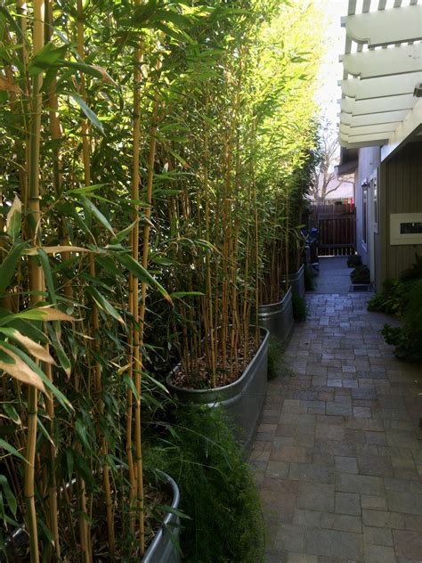 Tall ornamental grasses provide privacy and beauty for the landscape. Don Shor: Ideas for privacy: hedges, vines, bamboo