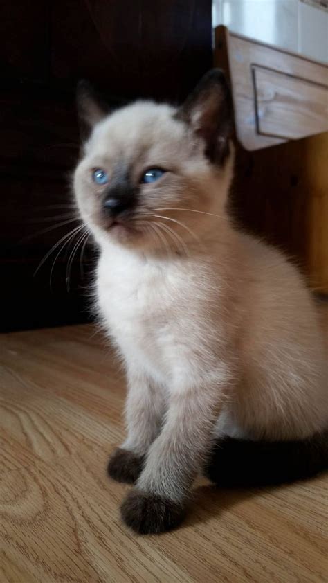 Siamese Cat Or Persian Cat British Shorthair