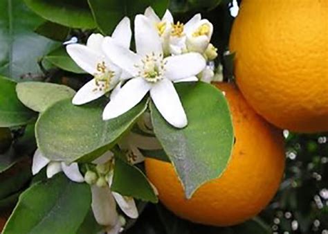 Why Orange Blossoms Love Based Birth