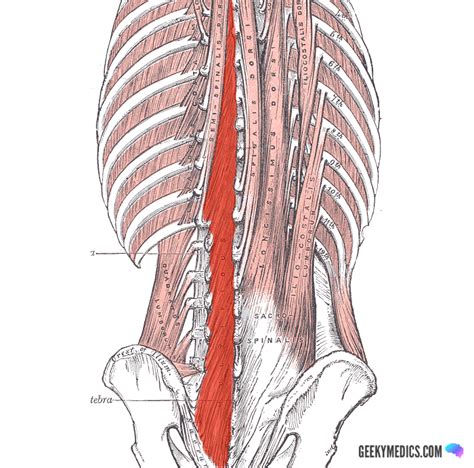 Deep Back Muscles Anatomy Geeky Medics