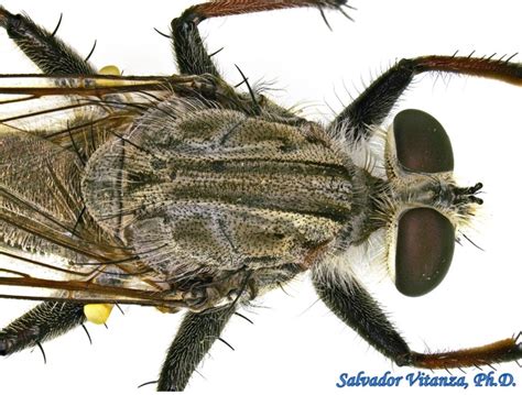 Diptera Asilidae Efferia Neosimilis Robber Flies Male D Urban