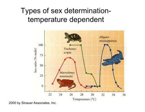 Types Of Sex Determination Temperature Dependent