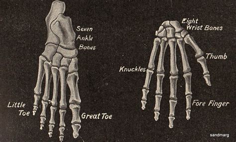 Bones Of The Hand And Foot 1896