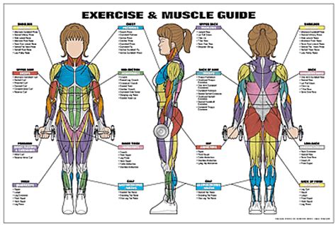 Exercise And Muscle Guide Female Fitness Chart Co Ed