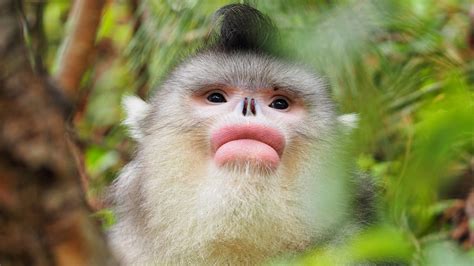 Travelogue Getting To Know Endangered Yunnan Snub Nosed Monkeys Cgtn