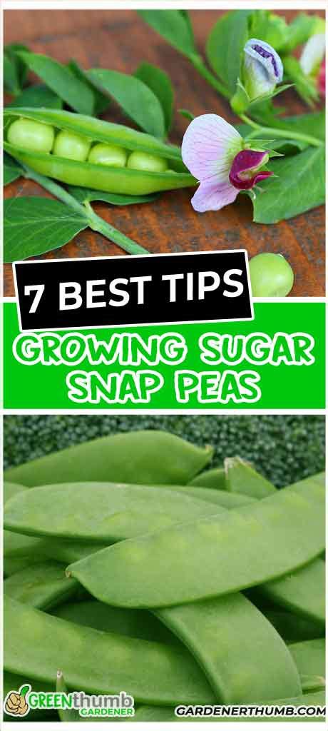 Growing Sugar Snap Peas 7 Tips For Healthy Plants Green Thumb Gardener