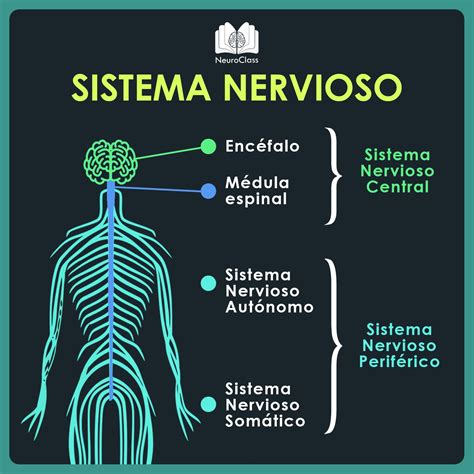 Sistema Nervioso Lo Que No Debes Olvidar Neuroclass