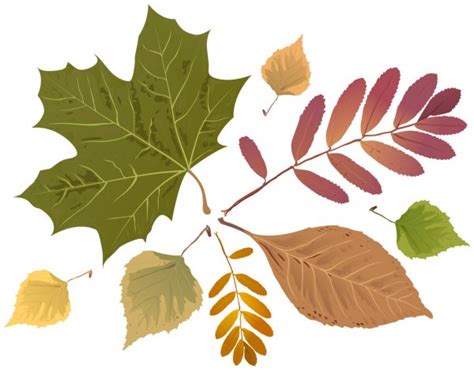 Jesień liść brzozy — Grafika wektorowa © Lubianova #35597967