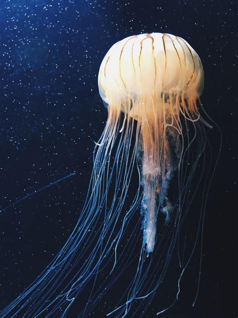 Free Images Jellyfish Invertebrate Illustration Cnidaria