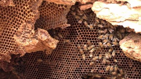 Underground Bees Youtube
