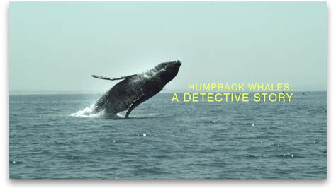 bbc two natural world 2018 2019 humpback whales a detective story finding the whale that