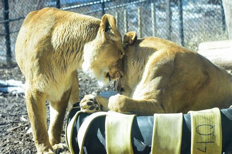 The Lake Superior Zoo - GREAT LAKES CRUISES