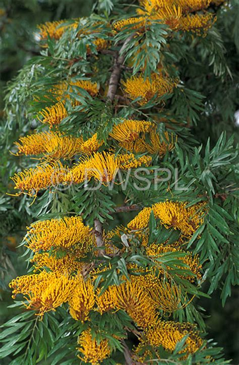 Silk oak is not a true oak (quercus spp.), but is a member of the protea family, a southern hemisphere family that includes the proteas, banksias, and macadamia nut (macadamia integrifolia). Tree, trees, grevillea, grevilleas, robusta, grevillea ...