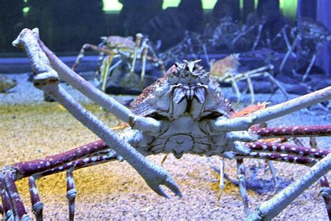 Giant Japanese Spider Crab Facts Always Learning