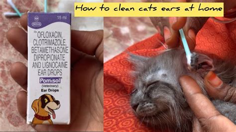 How To Clean Cats Ears At Home Ll Cat Ears Cleaning Ll Youtube