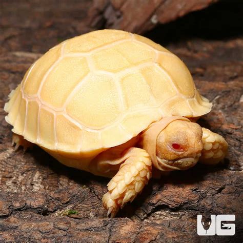 Baby Sulcata Tortoises Centrochelys Sulcata For Sale Underground