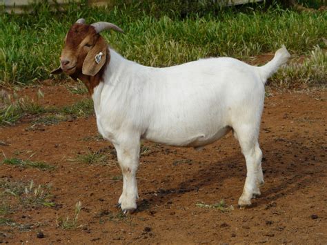 Australian Boer Goat Cluny Livestock Exports Pty Ltd