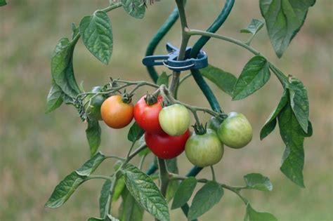 Guía De Cultivo Del Tomate Y Solución A Los Problemas Más Comunes ⋆