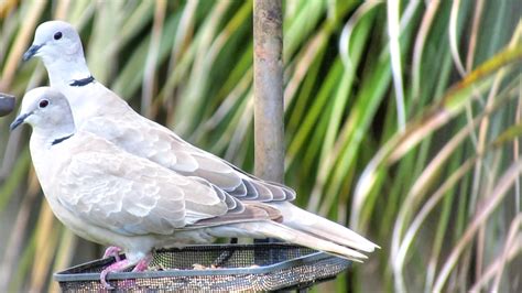 Backyard Birdingand Nature Eurasian Collared Dove Pair Close Up