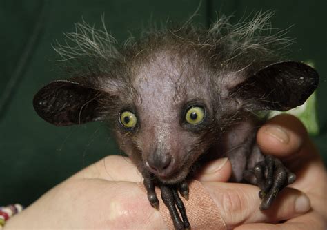 Ugliest Baby Animals In The World