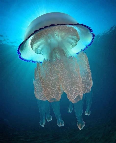 Cauliflower Jellyfish 🌊 Underwater Creatures Jellyfish Photography