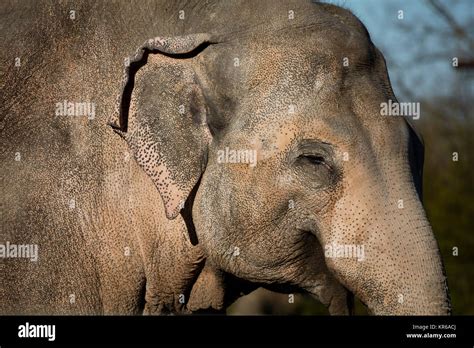 Head Of An Asian Elephnat Elephas Maximus Stock Photo Alamy