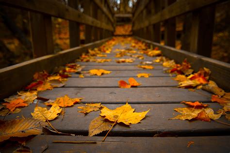 Fall Leaves On Bridge 1920x1280 Wallpaper