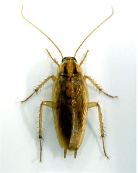 Roach Roach Like Bugs
