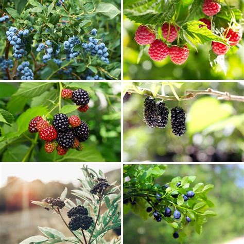 20 Easy And Delicious Berry Bushes Anyone Can Grow • Tasteandcraze
