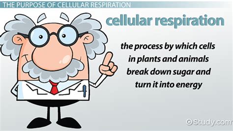 Cell structure & function 7.1 life is cellular think about it what?s the smallest part of any living thing that still counts as being ?alive?? What Is the Purpose of Cellular Respiration? - Video ...