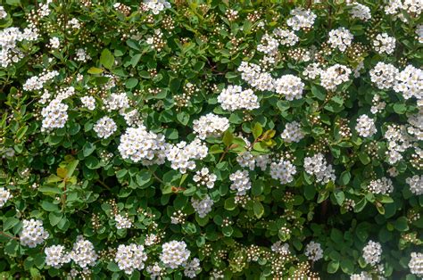 What Is A Shrub With Tiny White Flowers Town And Village
