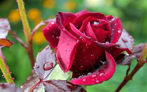 Rose flower image hd and wallpapers. Flowers Rose Flower Dark Red Rose Green Leaves Rain Drops ...