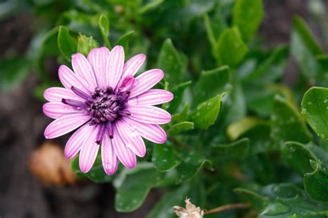 Fechado até 8:30 (mostrar mais). From British Columbia Canada.....: JUNE FLOWERS