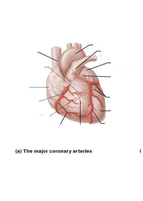 Major Coronary Arteries Part Diagram Quizlet