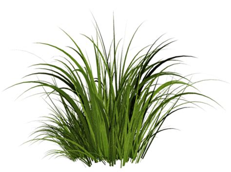Grass Transparent Png Stickpng