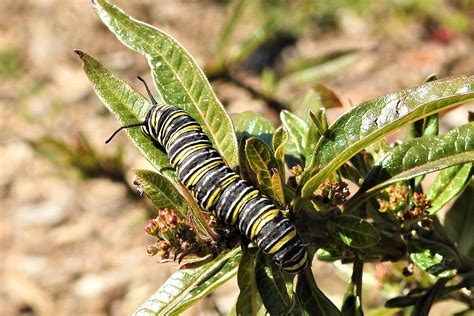 New Monarch Butterfly Breeding Pattern Inspires Hope Wsu