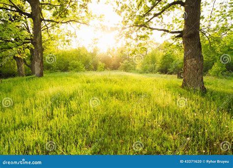 Summer Sunny Forest Trees Stock Photo Image Of Forest 43371620