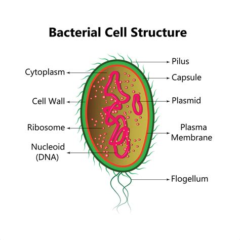 Bacterial Cell Anatomy Labeling Structures On A Bacillus Cell With