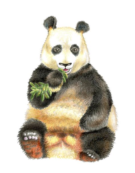The Giant Panda Chewing Bamboo Stock Illustration Illustration Of