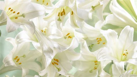 White Lily Wallpapers On Wallpaperdog