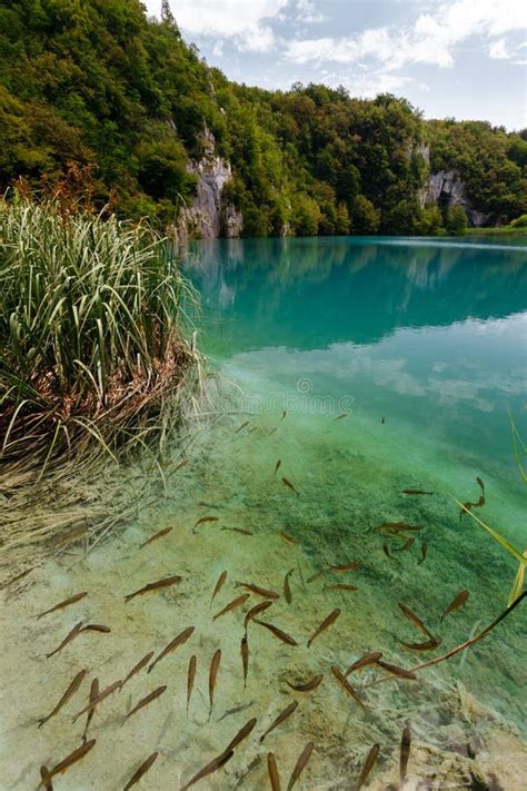 Clear Lake With Fish In Plitvice Lakes National Park Stock Image