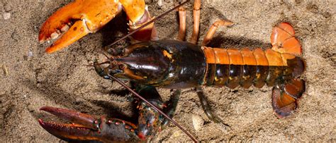 Unes Marine Science Center Home To Another Rare Lobster