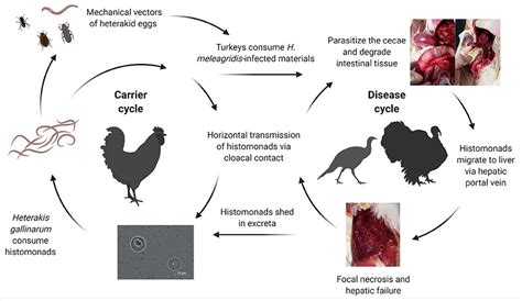 Frontiers Histomonosis In Poultry A Comprehensive Review