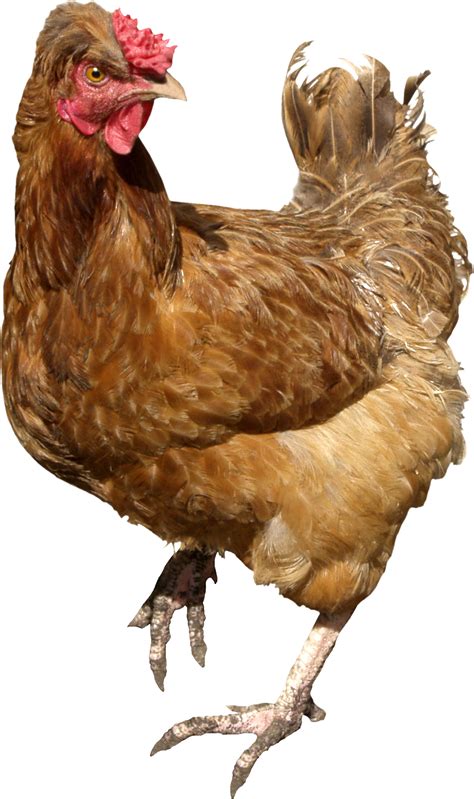 Chicken Png Images 20 Free Cliparts Download Images On Clipground 2023