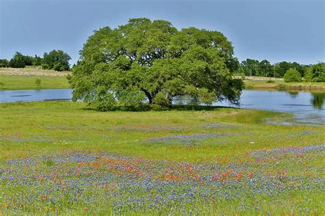 Lone Oak Tree Along Small Pond With Field Of Wildflowers Photos Framed