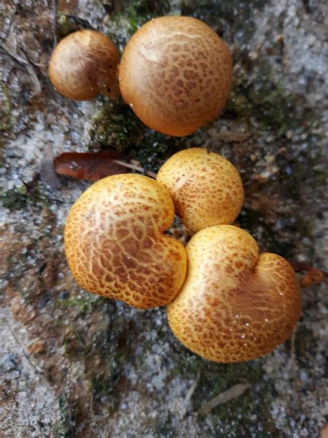 Mushrooms In East Texas 016 Stock Photo Image Of Golden Angelina