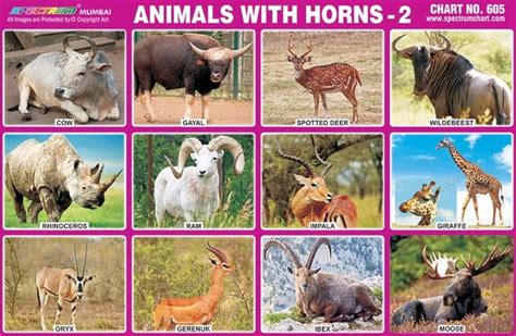 Animals With Horns Ubicaciondepersonascdmxgobmx